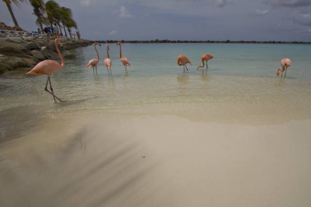 flamingos in lagune